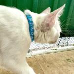 Cute Paw Design Cat Collar with Bell